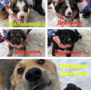 Собаки.