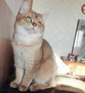 Британская кошка.