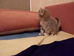 Отдам в добрые руки кошечку