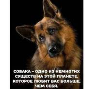 Передержка кошек