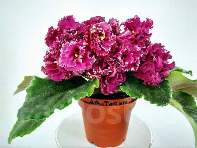 Ав буря эмоций фиалка фото и описание