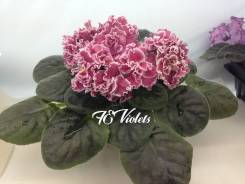 Сенполия.