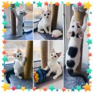 Кошки.
