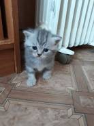 Шотландская вислоухая кошка.