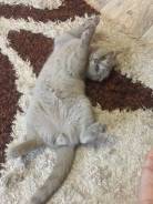 Шотландская вислоухая кошка.