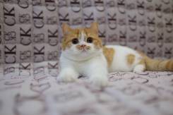 Шотландская прямоухая кошка.