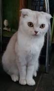 Шотландская кошка.