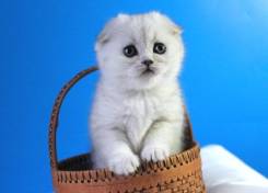 Серебристый котенок