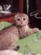 Шотландская вислоухая кошка.