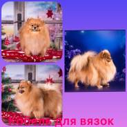 Шпиц.