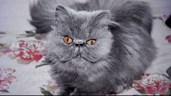 Персидская кошка.