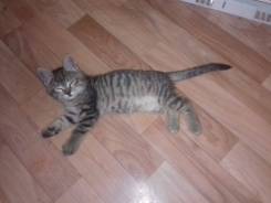 Кошка