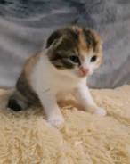 Шотландская вислоухая кошка.