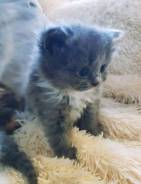 Шотландская кошка.