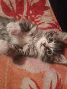 Котёнок
