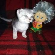 Шотландская вислоухая кошка.