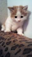 Котенок