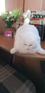 Кошки.