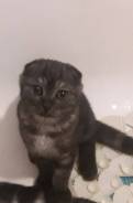 Шотландская вислоухая кошка.