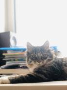 Отдам котёнка 4 месяца