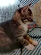 Отдам котенка