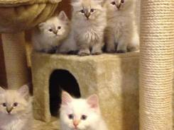 Невская маскарадная кошка.