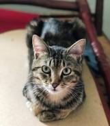 Кошки.
