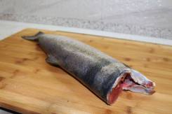 Кижуч.