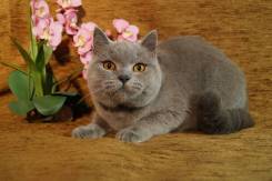 Британская кошка.