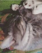 Кошки.