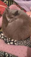Шотландская прямоухая кошка.