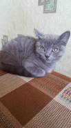 Отдадим котят в добрые руки . Один веслоухий