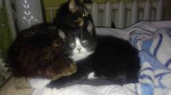 Котят в добрые руки