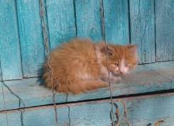 Кошки.