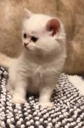Шотландская прямоухая кошка. Под заказ