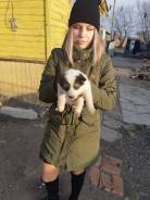 Лайка.