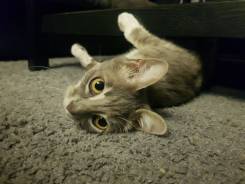 Отдам котенка