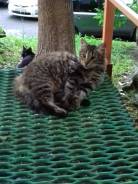 Кошки.