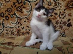 Чернобелый, ручной, котенок-мальчик