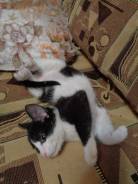 Чернобелый, ручной, котенок-мальчик необычного окраса
