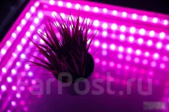 ���� ��������, ����������, ����� ����������� � ���� "Nargilia" ����