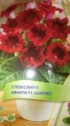 Глоксиния.