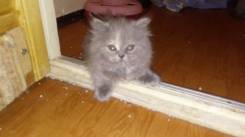 Шотландская кошка.