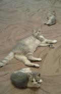 Шотландская прямоухая кошка.