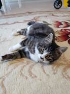 Кошки.