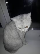 Шотландская кошка.