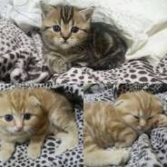 Шотландская кошка.