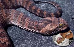 * Тувалу 1 доллар 2016 Змея Death Adder * Серия Смертельные и Опасные
