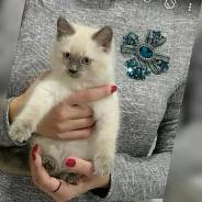 Невская маскарадная кошка.