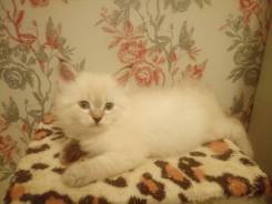 Невская маскарадная кошка.